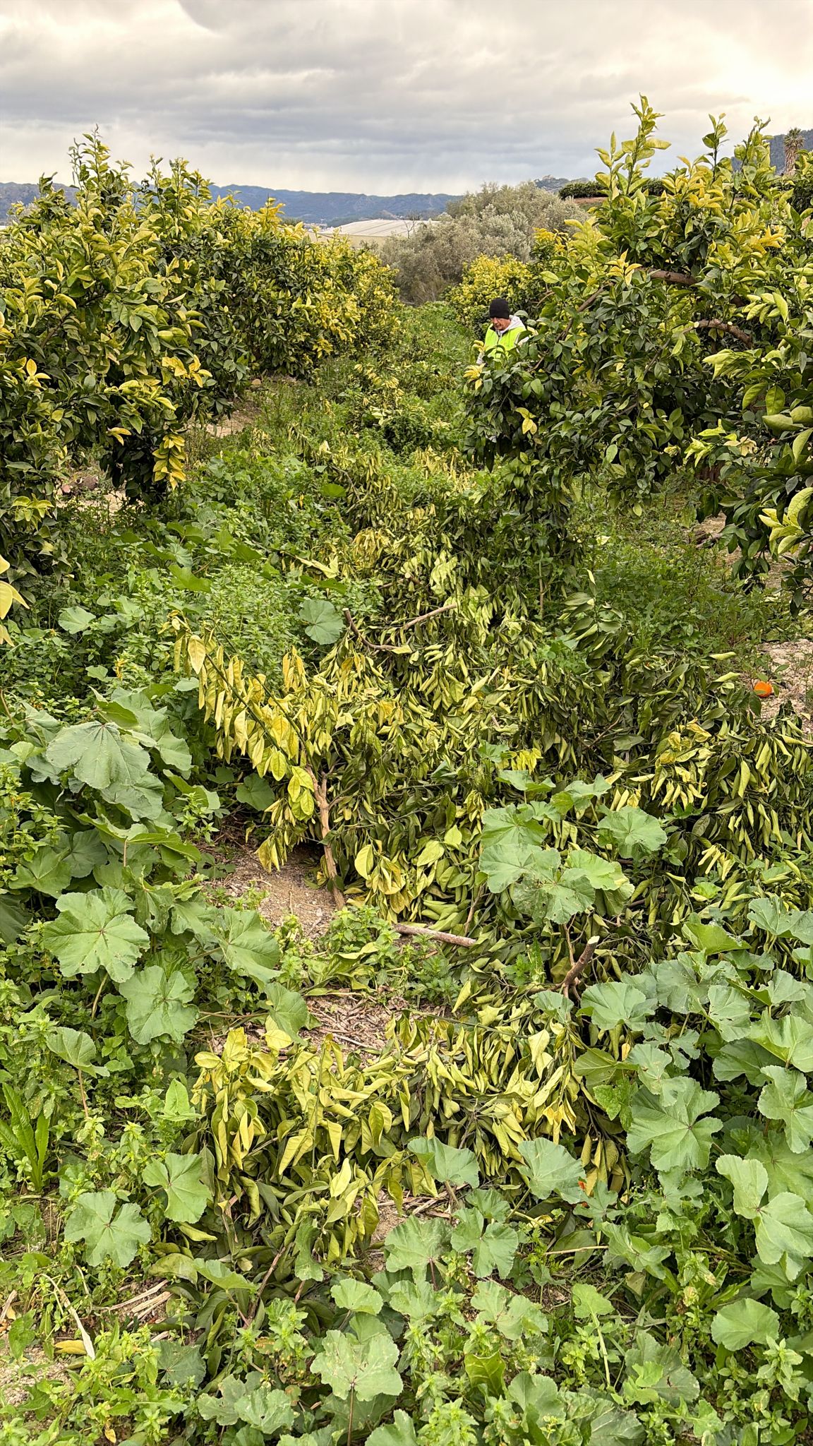 Abans del triturat de poda